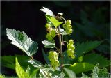 Ribes rubrum. Верхушка побега с соплодиями с незрелыми плодами. Московская обл., Раменский р-н, окр. дер. Хрипань, садовый участок. 15.06.2023.