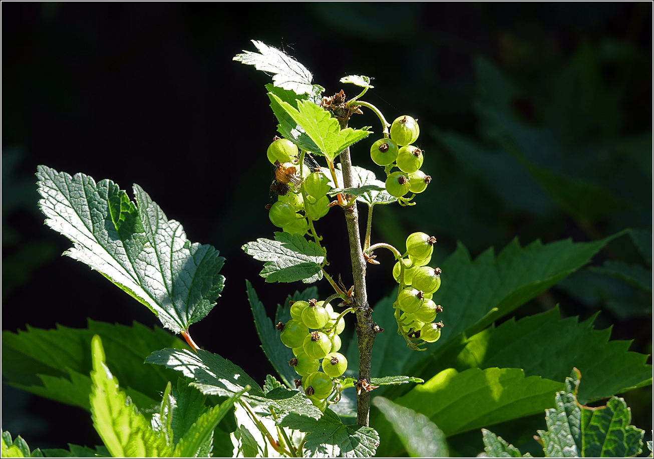 Изображение особи Ribes rubrum.