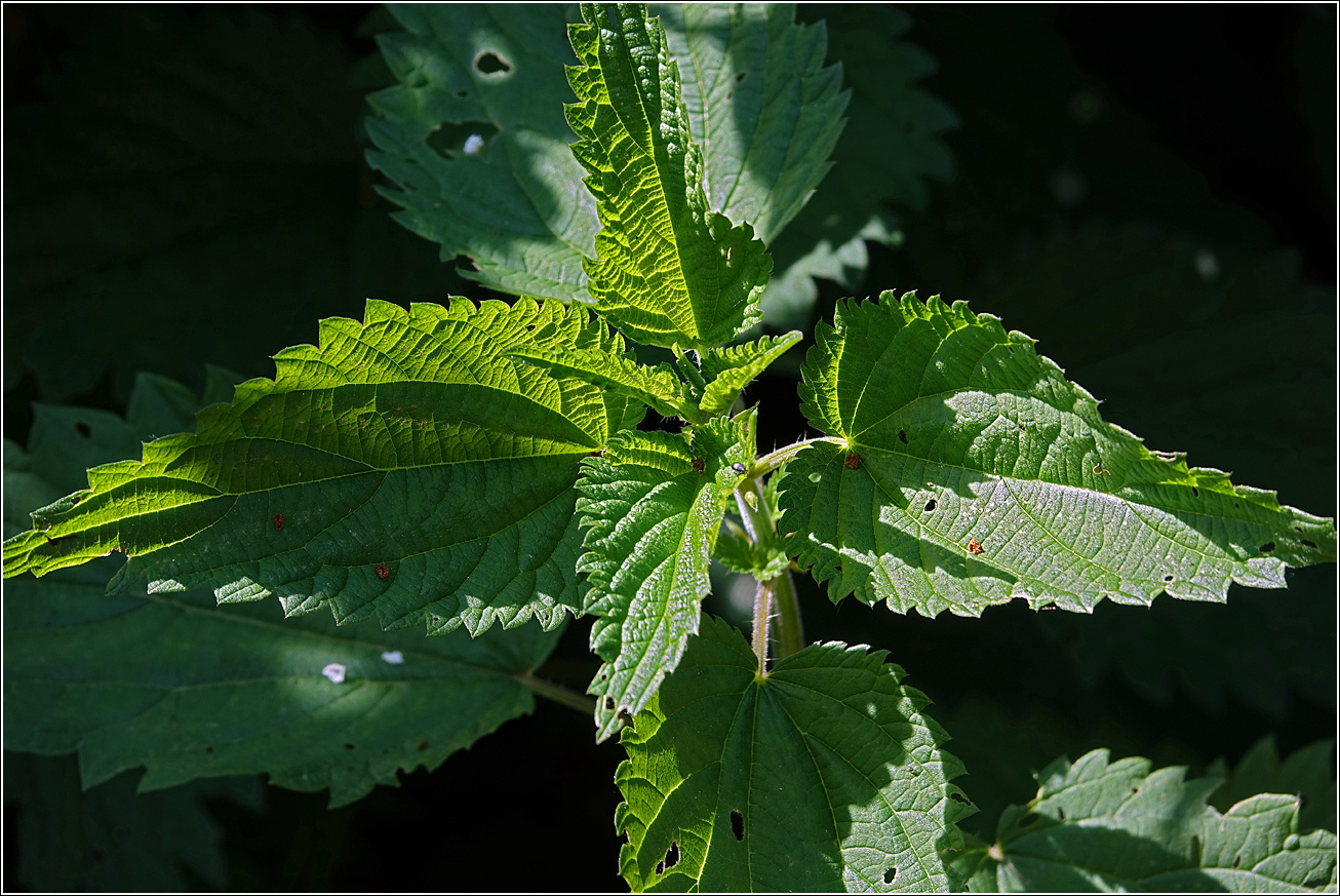 Изображение особи Urtica dioica.