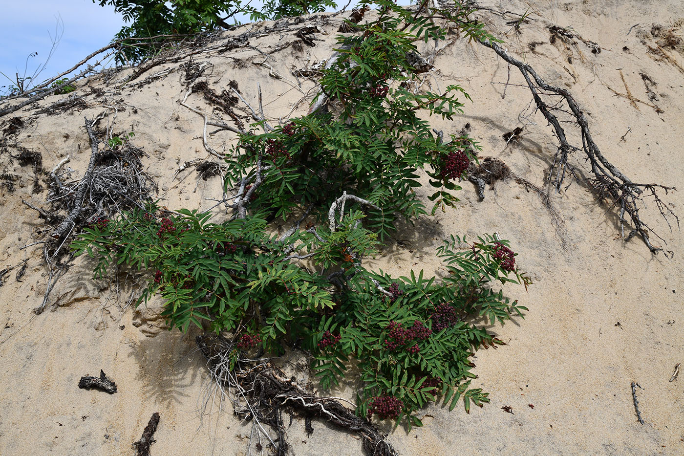 Image of Sorbus sibirica specimen.