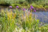 Allium schoenoprasum