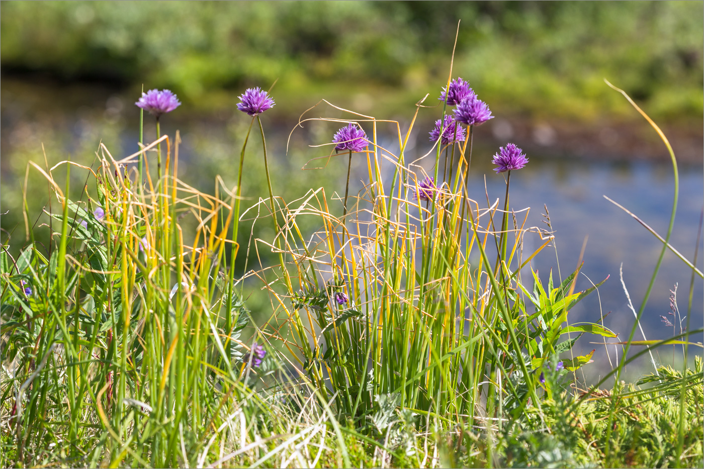 Изображение особи Allium schoenoprasum.