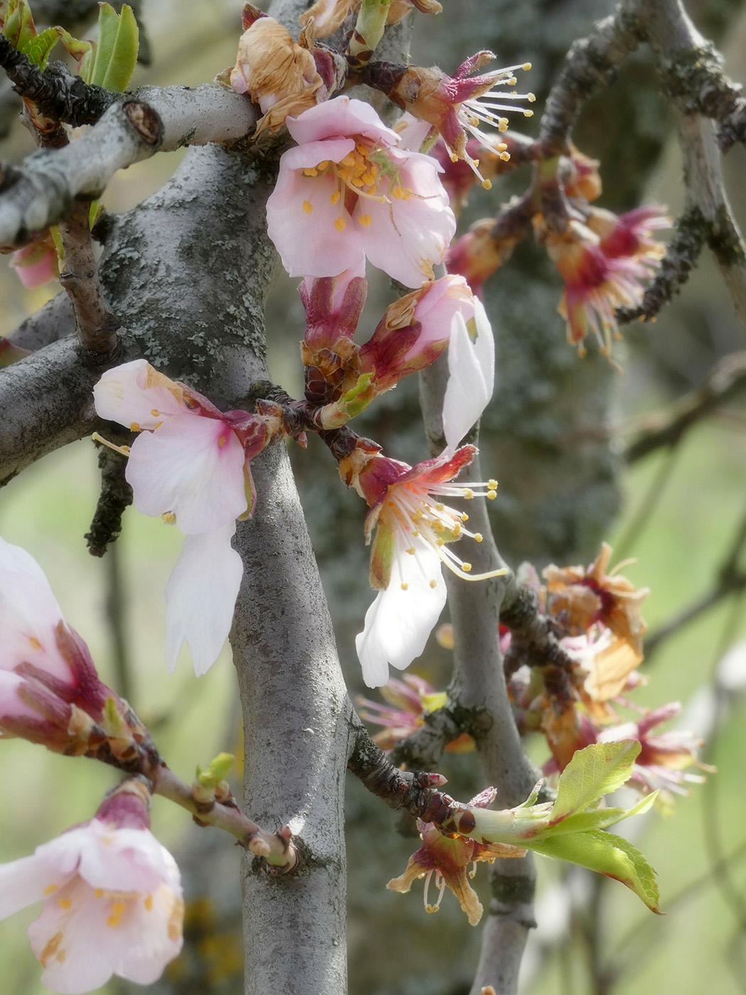 Изображение особи Amygdalus communis.