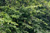 Carpinus orientalis