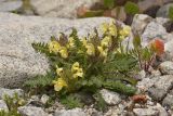 Pedicularis chroorrhyncha. Цветущее растение; справа - Oxyria digyna. Карачаево-Черкесия, Карачаевский р-н, Большой Кавказ, долина р. Кичкинекол (Узункольский), морена ледника Большой Кичкинекол, ≈ 2435 м н.у.м., среди камней. 21.07.2023.