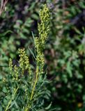 Artemisia dracunculus