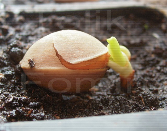 Image of Ginkgo biloba specimen.