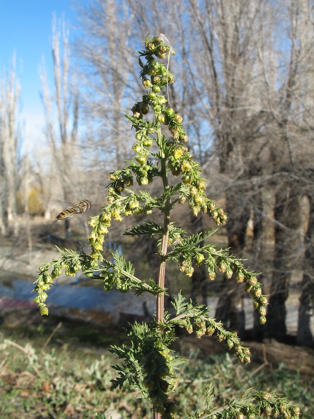 Image of Artemisia annua specimen.