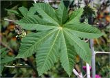 Ricinus communis. Лист. Московская обл., Раменский р-н, окр. дер. Хрипань, садовый участок. 03.08.2023.