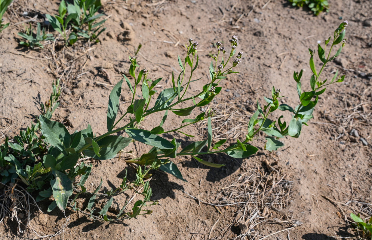 Image of Lepidium latifolium specimen.
