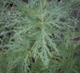 Artemisia sieversiana. Листья в каплях дождя. Пермский край, Кунгурский муниципальный округ, с. Моховое, станция Иренский, между железнодорожными путями. 06.08.2023.
