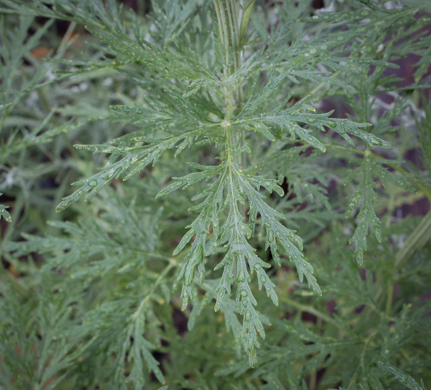 Image of Artemisia sieversiana specimen.