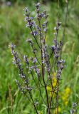 Nepeta nuda