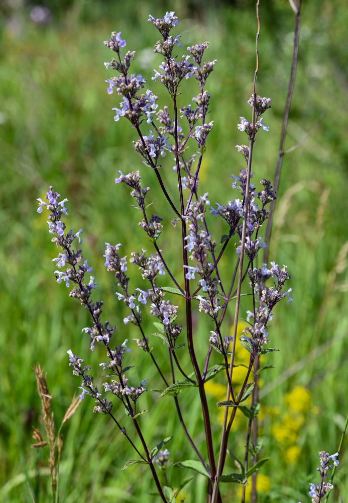 Image of Nepeta nuda specimen.