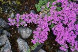 genus Thymus. Побеги с соцветиями. Красноярский край, Таймырский Долгано-Ненецкий р-н, плато Путорана, водопад Брат, поросший мхами каменистый склон. 24.07.2023.