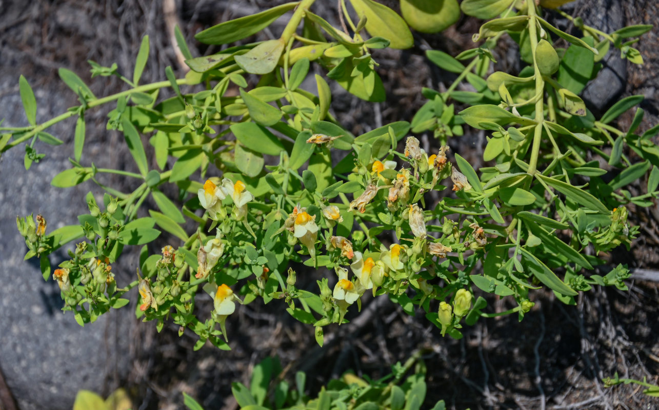 Image of Linaria japonica specimen.