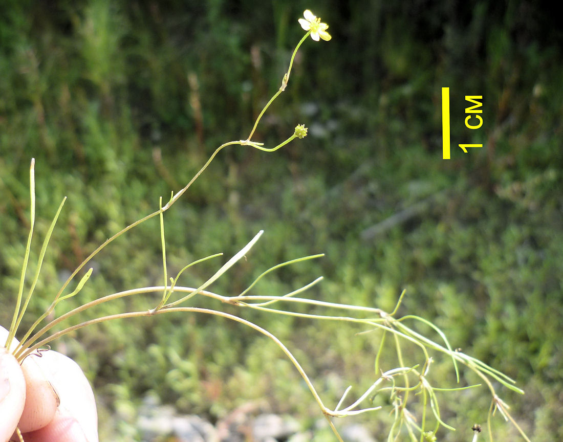 Image of Ranunculus reptans specimen.