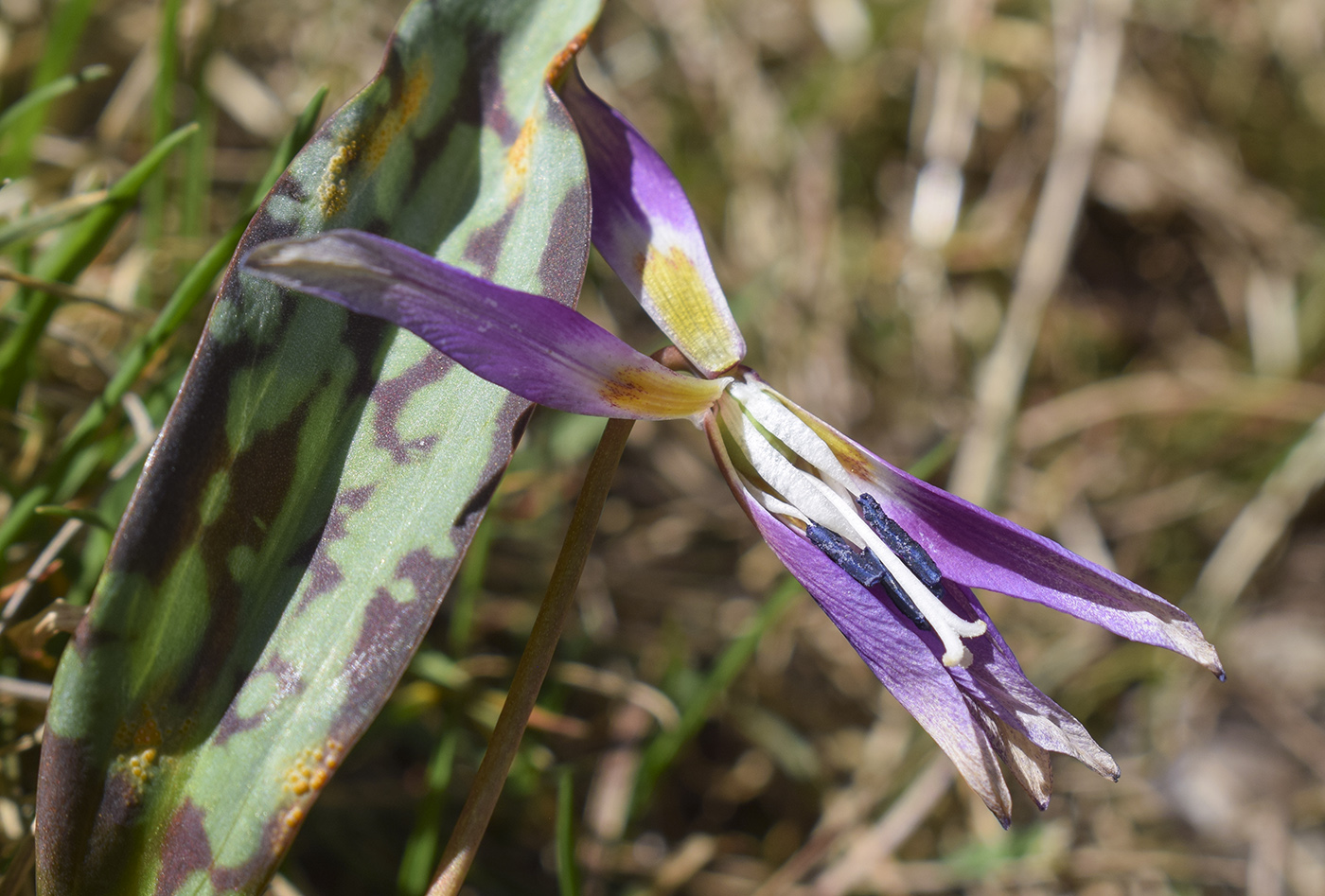 Изображение особи Erythronium dens-canis.