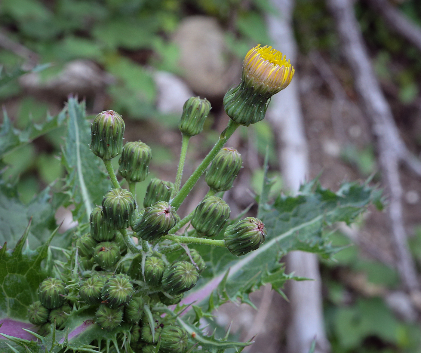 Image of Sonchus asper specimen.