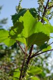 Cyclachaena xanthiifolia. Часть побега с листом (вид с абаксиальной стороны). Башкортостан, Хайбуллинский р-н, с. Акъяр, долина р. Таналык, береговая терраса, разнотравный луг. 4 сентября 2023 г.