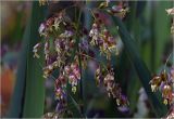 Hierochloe odorata