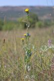 Blackstonia perfoliata