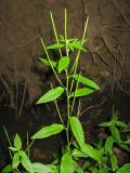 Epilobium adenocaulon. Верхушка плодоносящего растения. Окр. Томска, сырой елово-берёзовый лес. 03.10.2009.