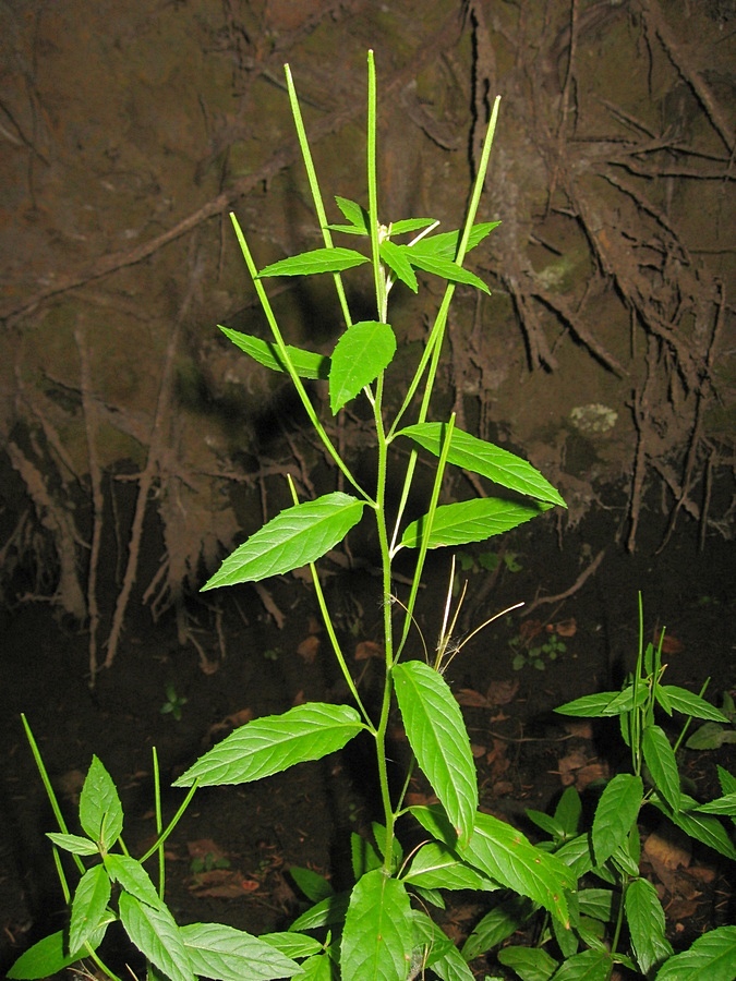 Изображение особи Epilobium adenocaulon.