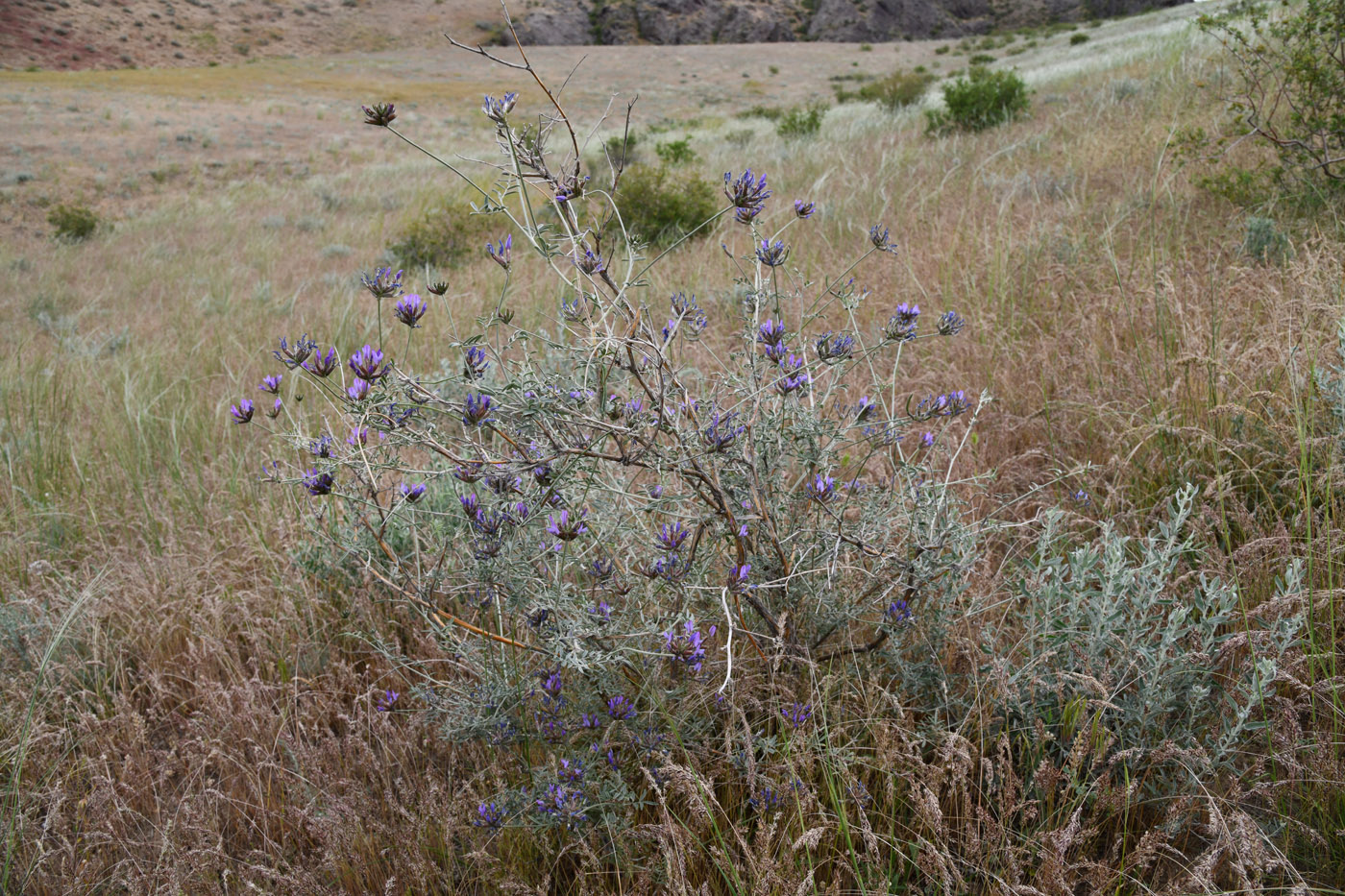 Image of Astragalus arbuscula specimen.