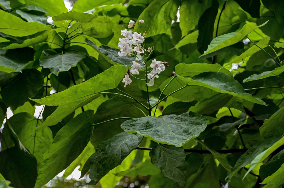 Изображение особи Catalpa bignonioides.