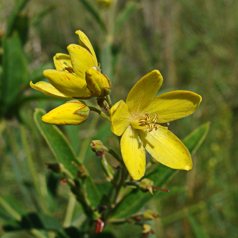 Image of Lysimachia davurica specimen.