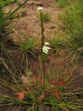 Drosera rotundifolia