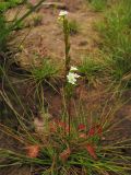 Drosera rotundifolia. Цветущие растения. Нидерланды, провинция Drenthe, национальный парк Dwingelderveld, болотистая луговина. 25 июля 2008 г.