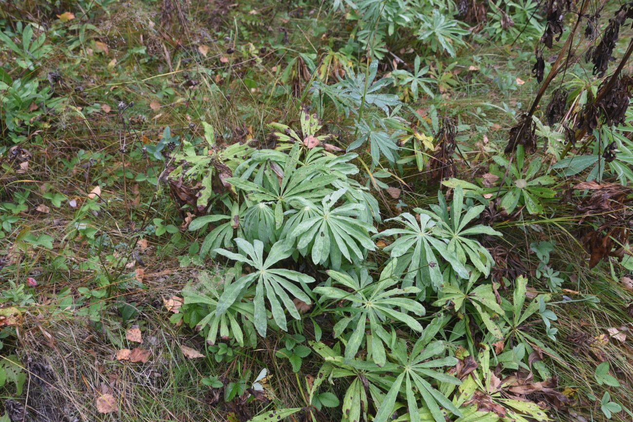 Изображение особи Lupinus polyphyllus.
