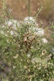 Genista acanthoclada