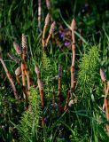 Equisetum pratense. Генеративные и молодые вегетативные побеги. Брянская обл., г. Брянск, долина р. Десна, пойменный луг, окраина зарослей кустарников. 02.05.2024.