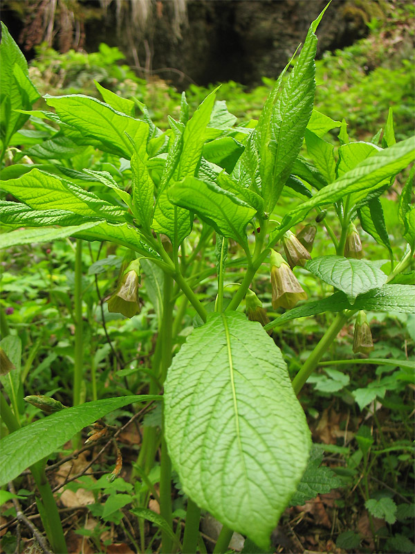 Изображение особи Scopolia carniolica.