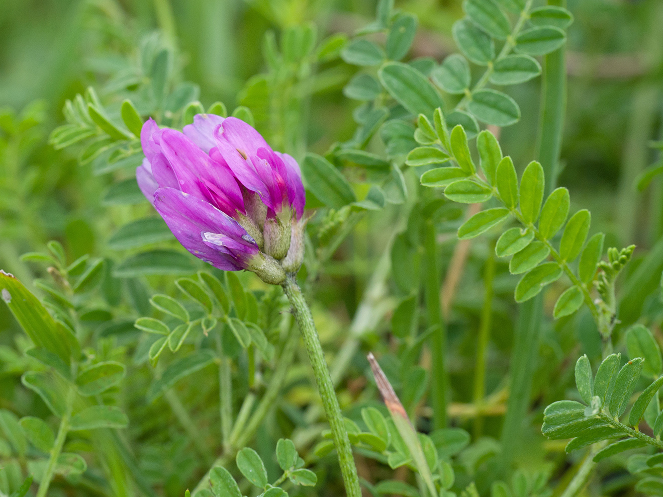 Изображение особи Astragalus lasioglottis.
