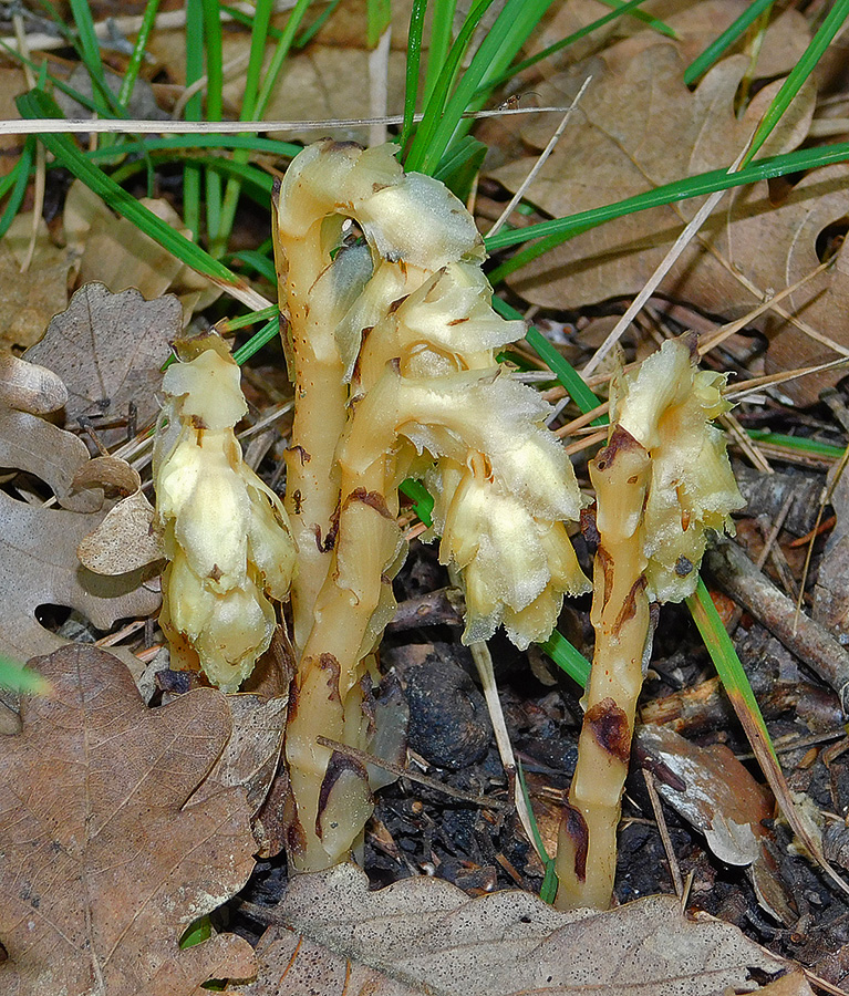 Image of Hypopitys monotropa specimen.