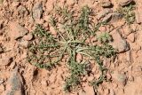 Centaurea pseudosquarrosa. Вегетирующие растения в сообществе с Queria hispanica. Узбекистан, Ташкентская обл., Кибрайский р-н, окр. кишлака Майский, предгорные холмы, краснозём. 10.05.2015.