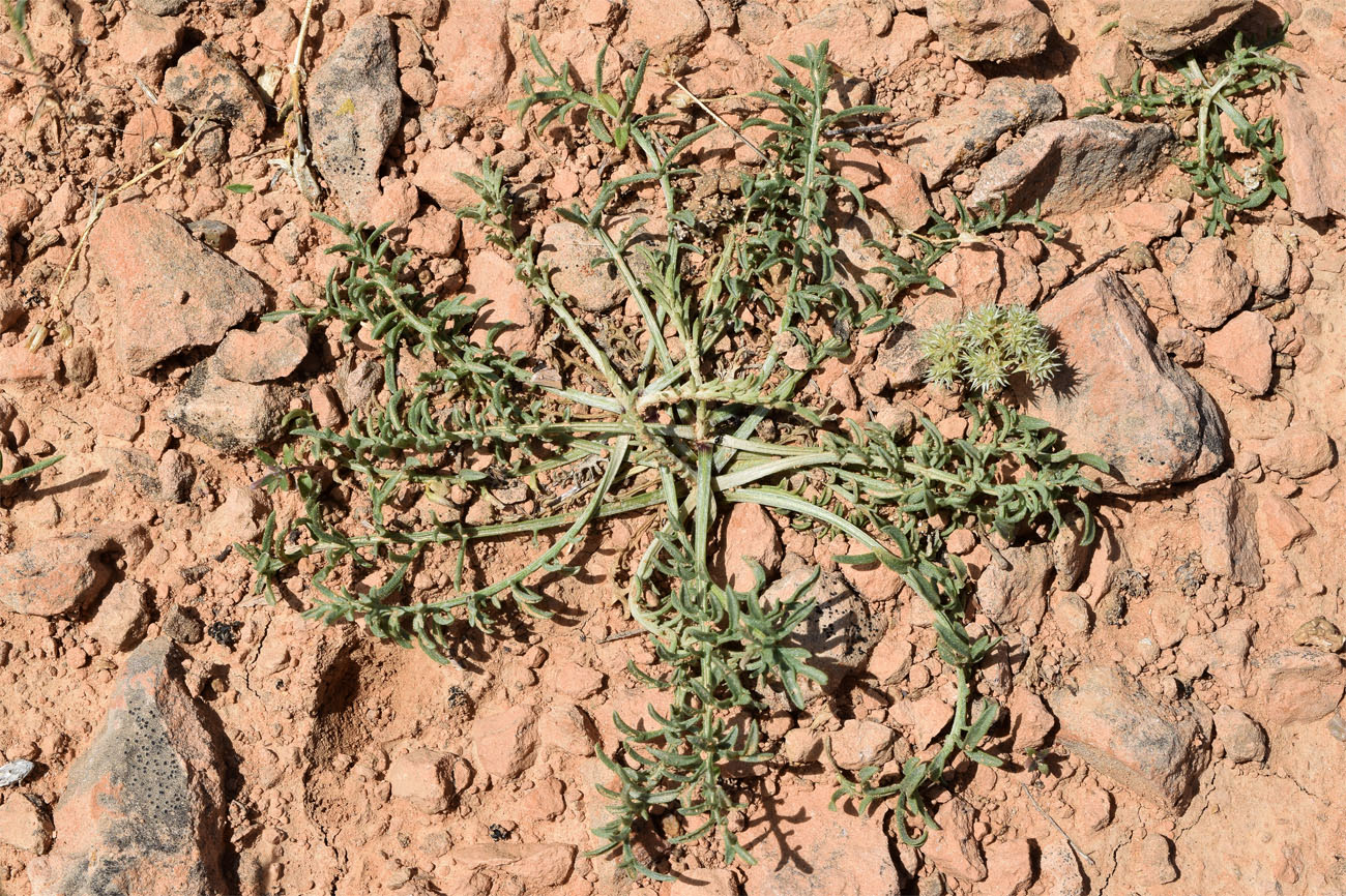 Изображение особи Centaurea pseudosquarrosa.