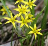 Gagea minima