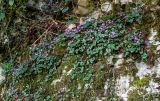 Cyclamen coum