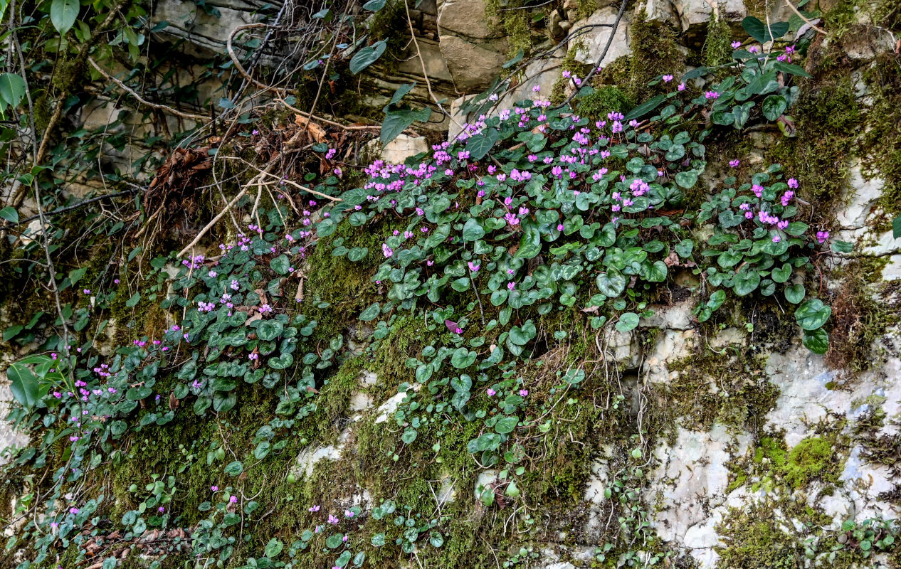 Изображение особи Cyclamen coum.