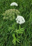 Sium latifolium