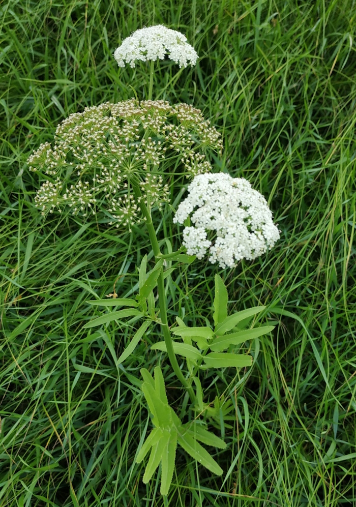 Изображение особи Sium latifolium.