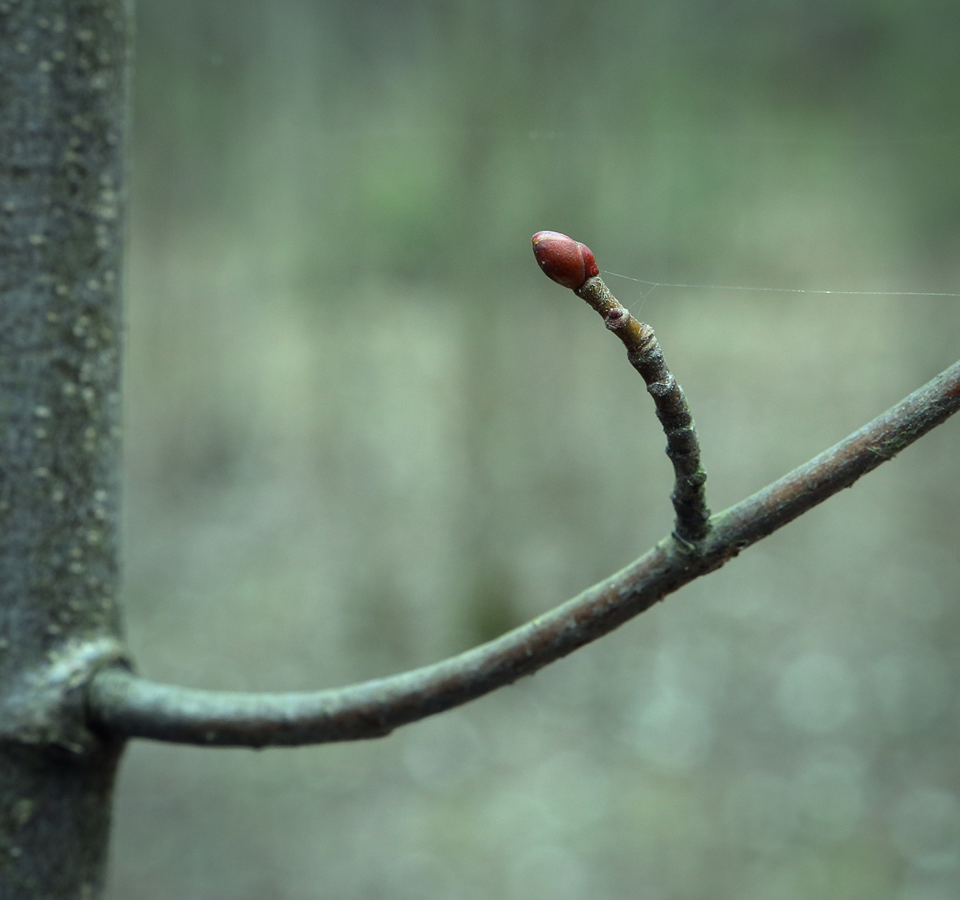 Image of Tilia cordata specimen.