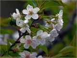 Cerasus avium. Верхушка ветви с цветками и листьями (культивар 'Брестская розовая'). Московская обл., Раменский р-н, окр. дер. Хрипань, садовый участок. 27.04.2025.