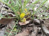 Astragalus × lagobromus