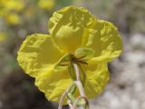 Helianthemum grandiflorum. Цветок. Крым, Севастополь, окр. с. Терновка, сланцевый известняковый склон. 18.05.2025.